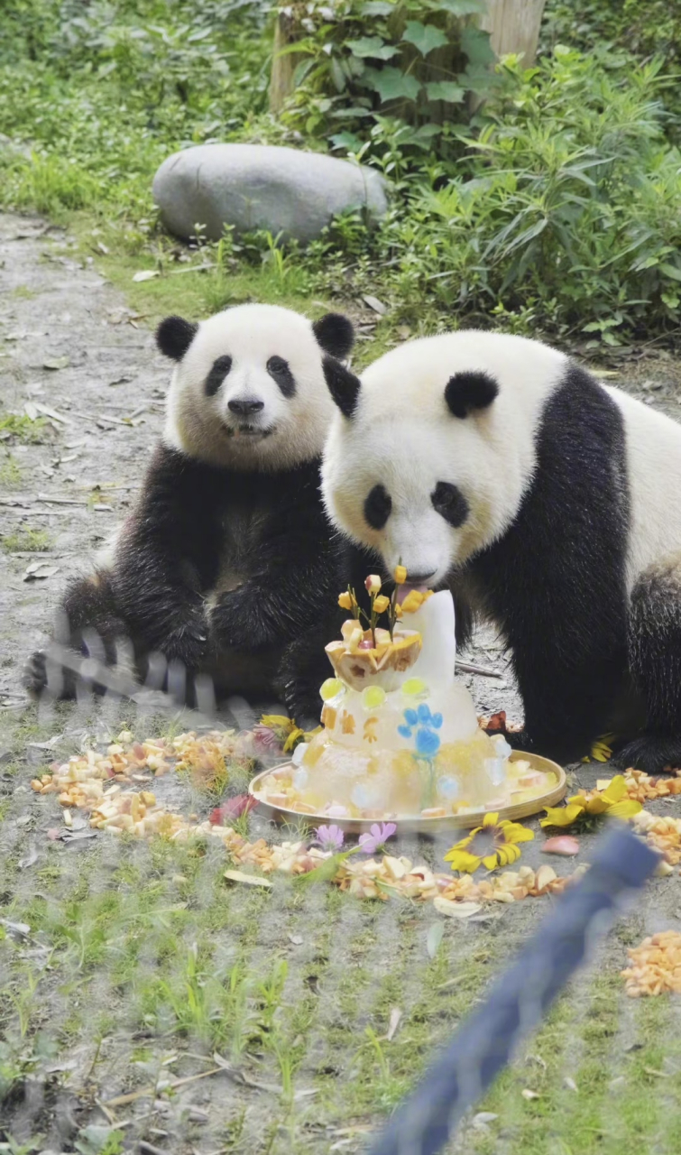 成都熊猫基地的饲养员精心准备了胡萝卜苹果生日蛋糕,姐弟吃的好开