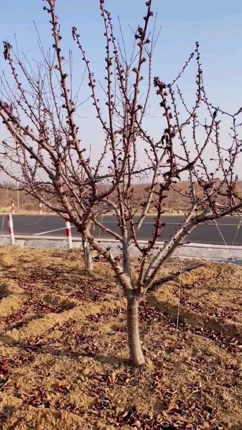 大樱桃树上一棵可以结150斤,这一棵能结多少斤果子?