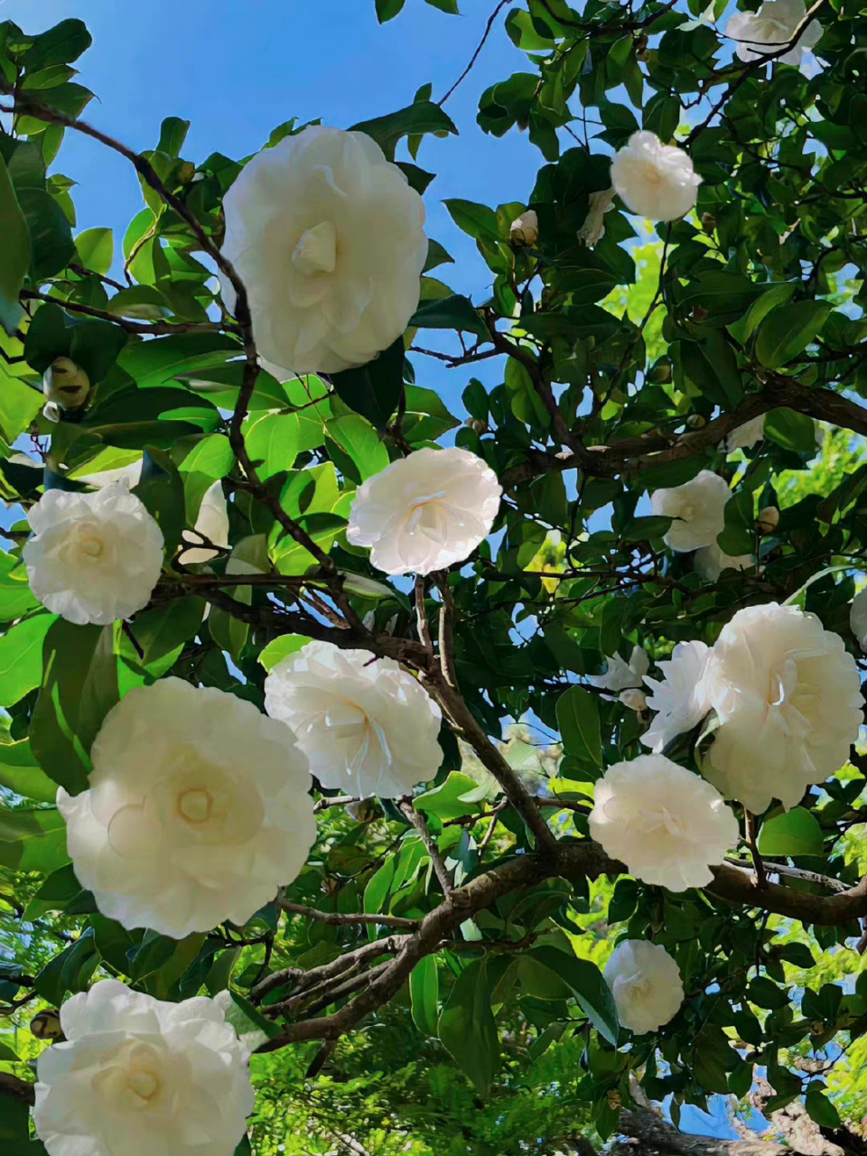 白色山茶花花语:你怎敢轻视我对你的爱! [二哈]