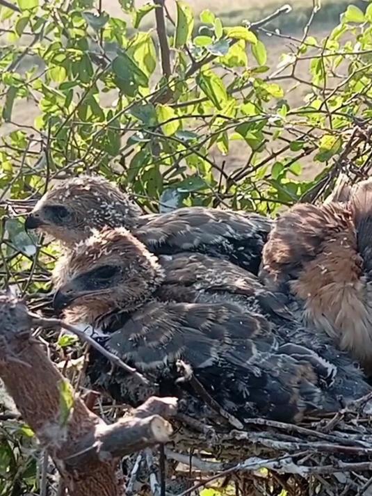 漂亮的小黑翅鸢幼鸟