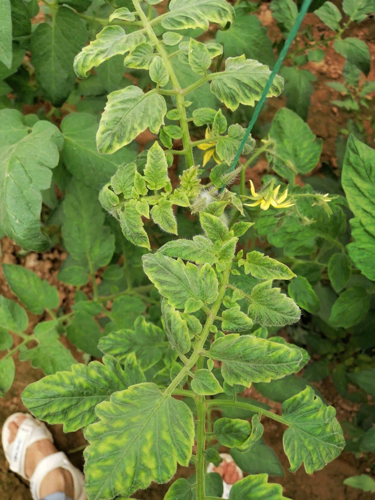 西红柿病毒病防治顺口溜