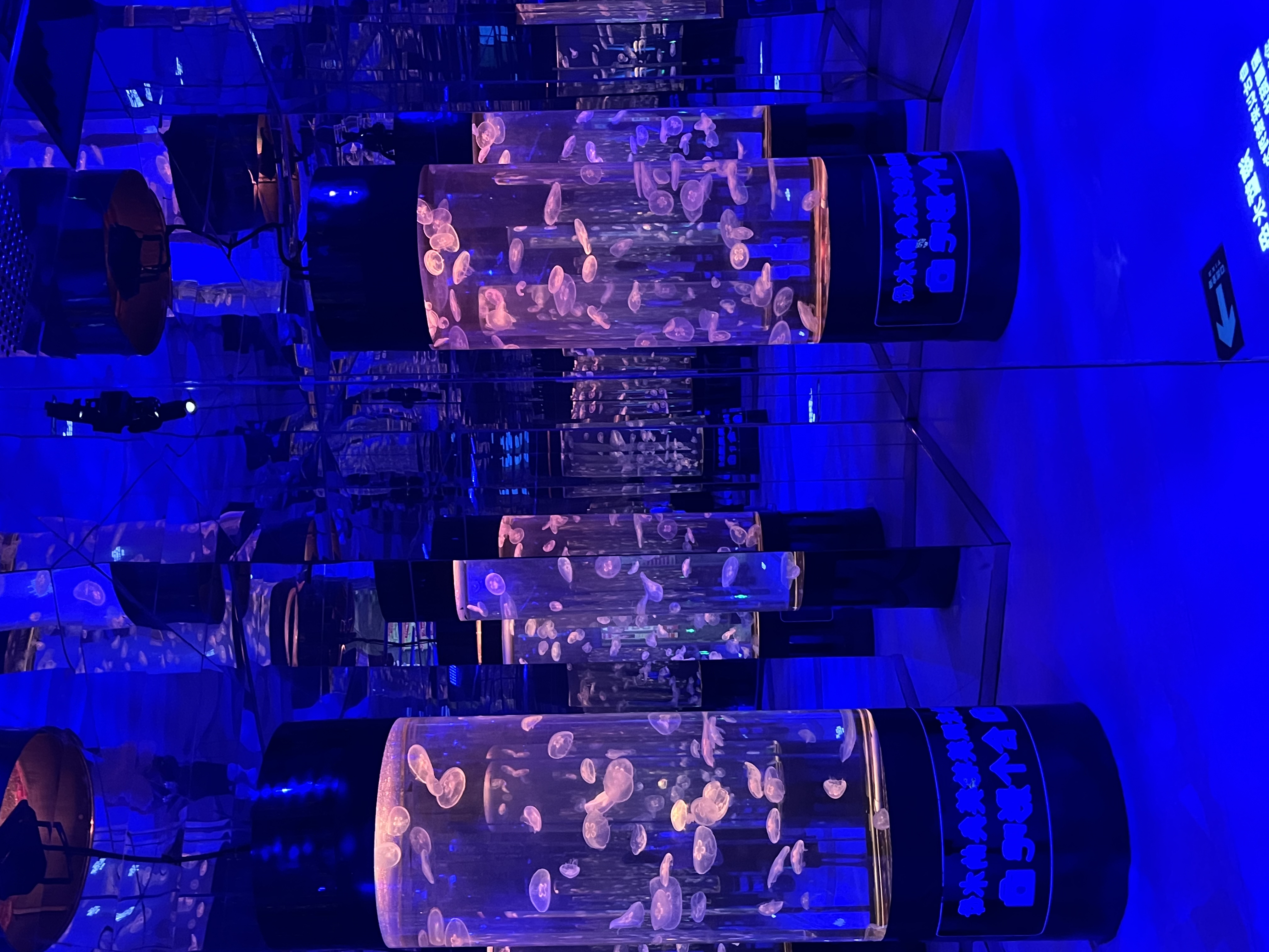 水母到底是透明的还是彩色的?