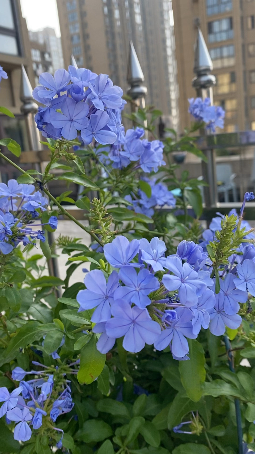 蓝雪花开,蓝色的花朵,人见人爱