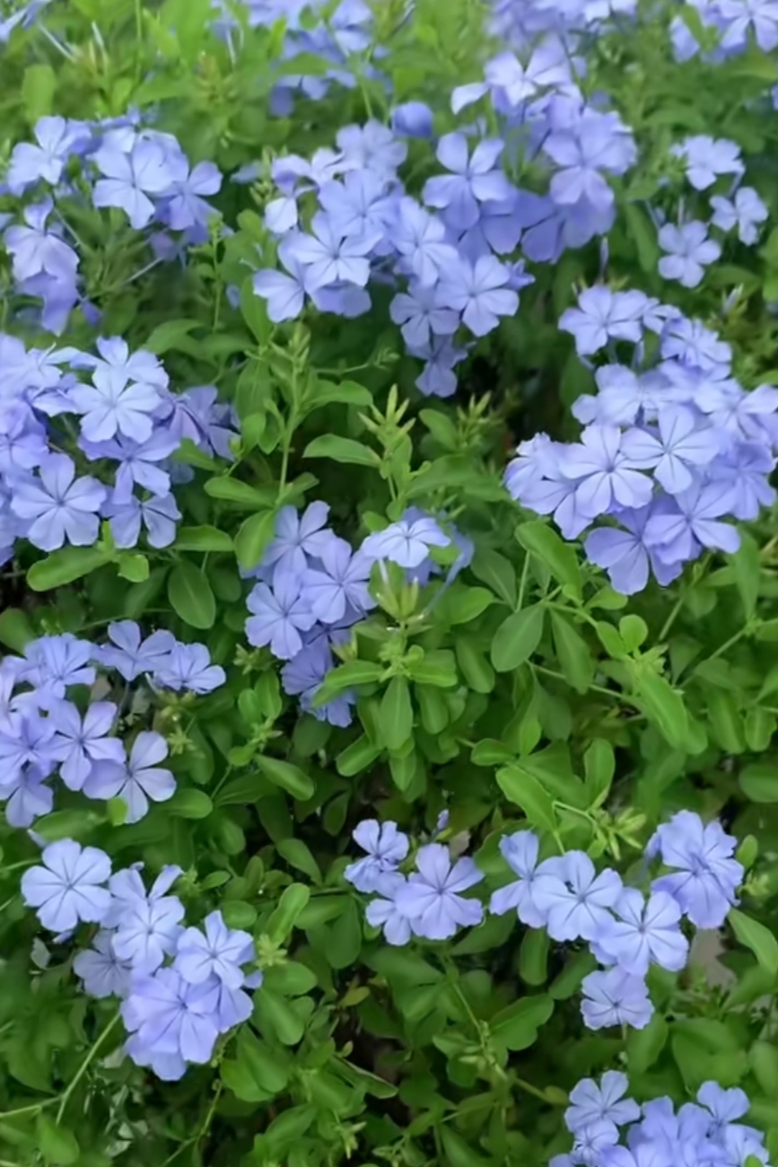 美丽的蓝花丹,清新淡雅,娇滴滴,美不胜收