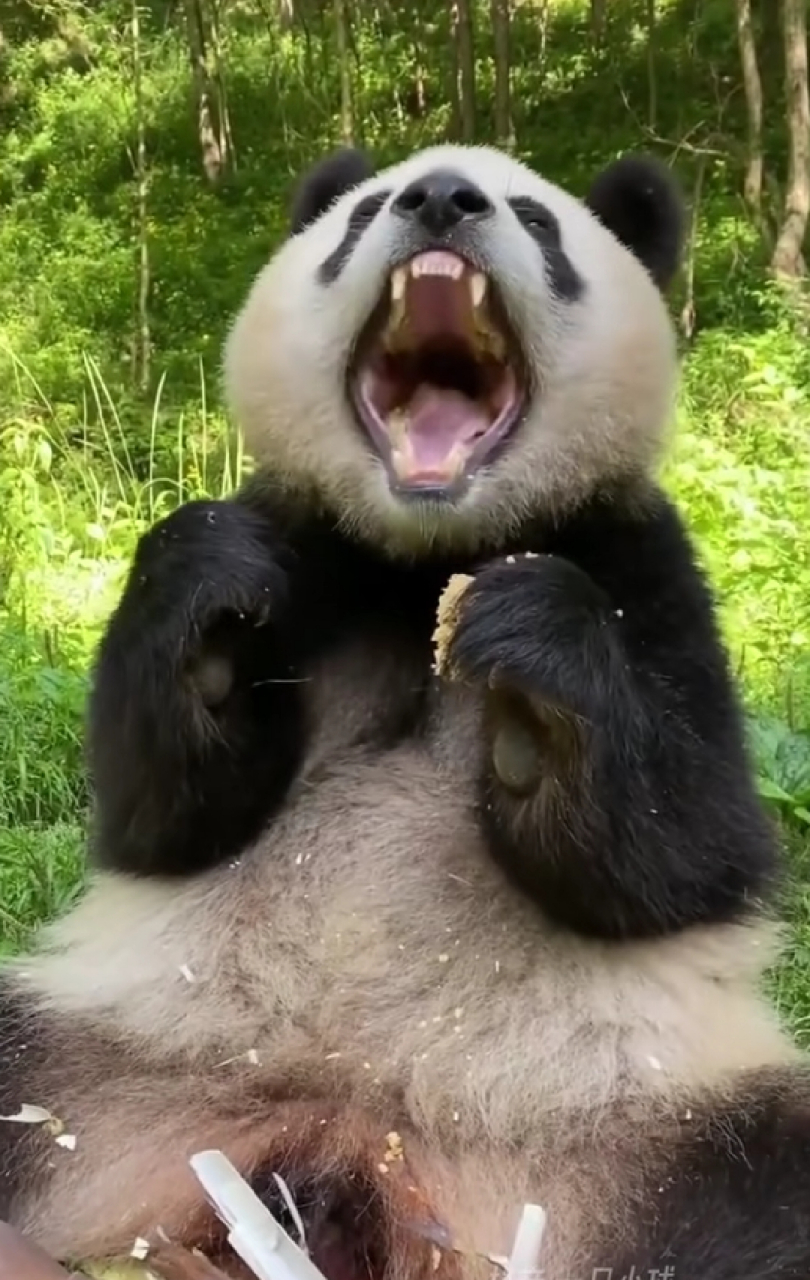 大熊猫界的吃播一姐小馨南瓜,胡萝卜,竹笋,窝头卡卡炫,吃的多拉的多