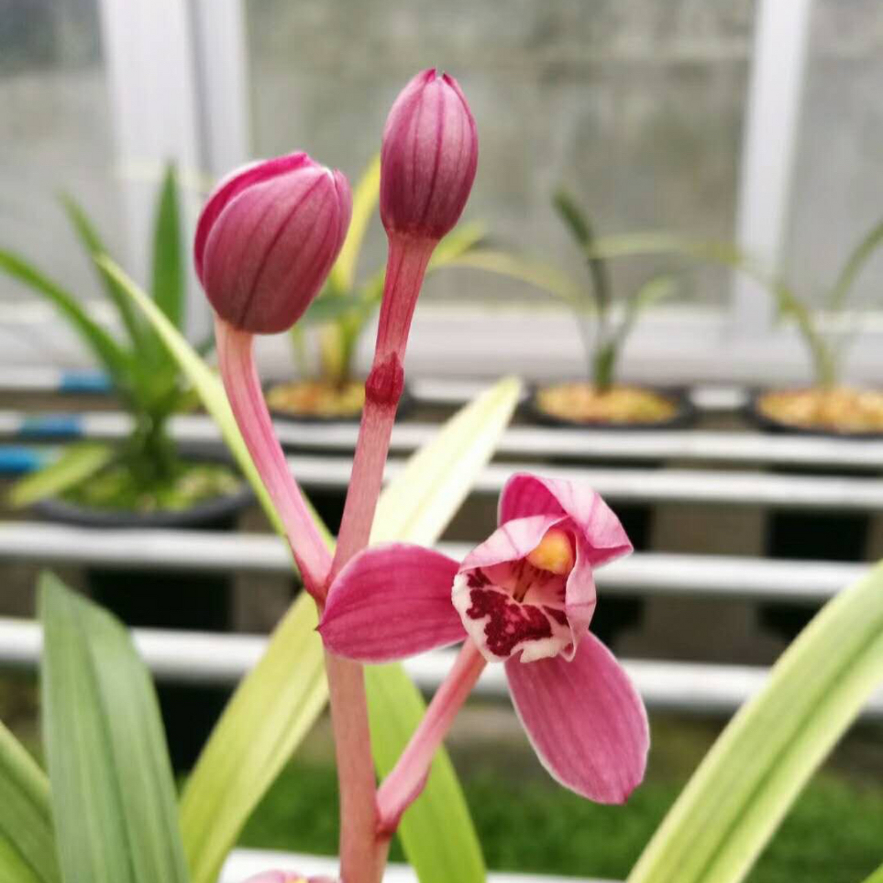 建兰 红月 来芽率杠杠的 1发3