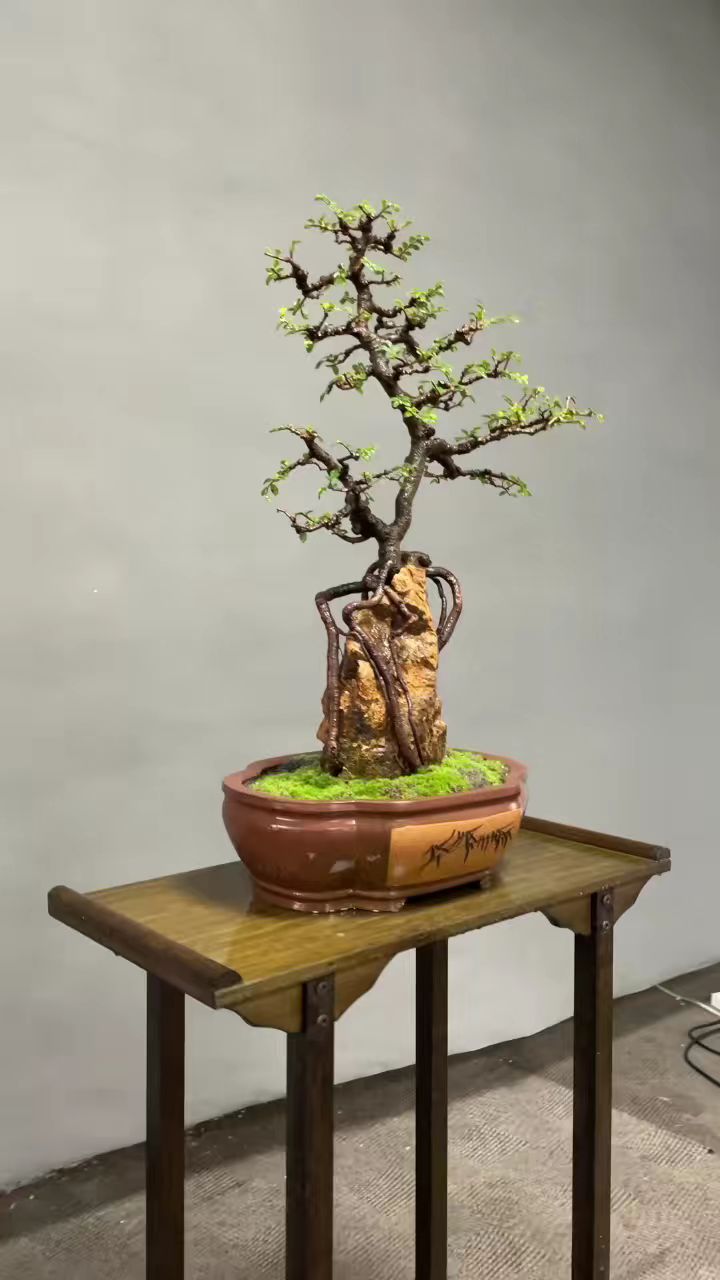 层不相盖枝不掩步移景迁观露藏年功榆树抱石盆景.-度小视