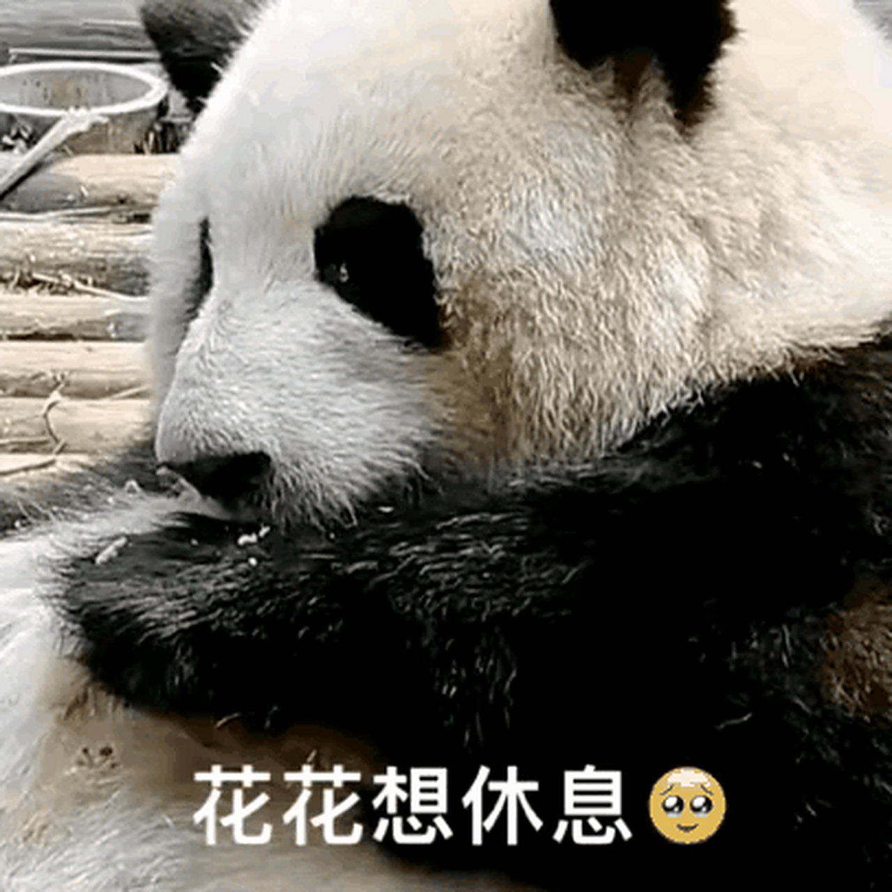 花花委屈哭了,请看熊猫的游客素质高一点 因为花花萌萌的样子吸引了不