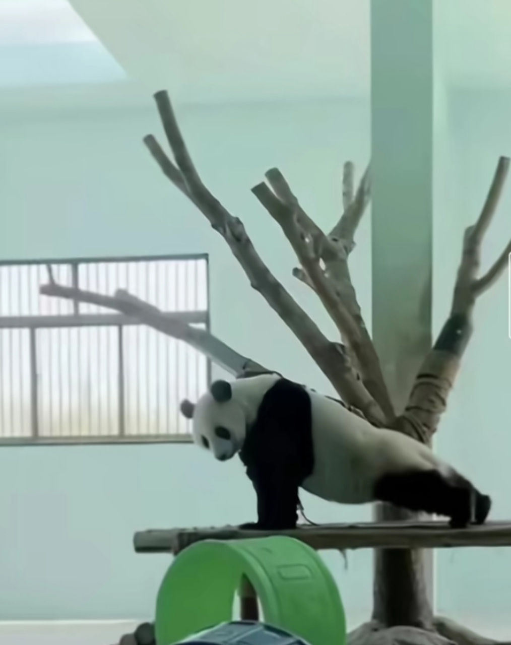 真功夫熊猫,就差斗笠和披风了!