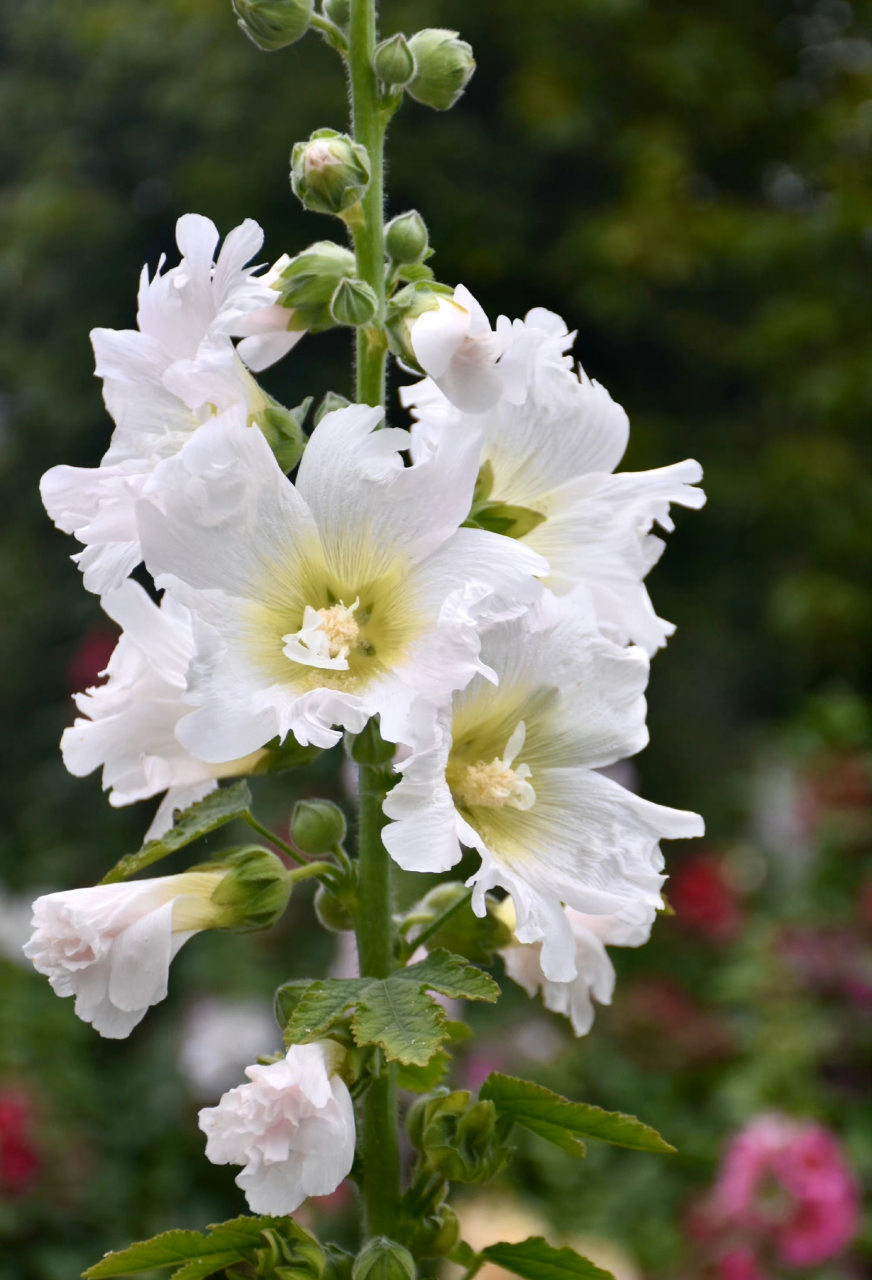 白色蜀葵  最早于四川发现,故得名.在端午开花,称端午花.