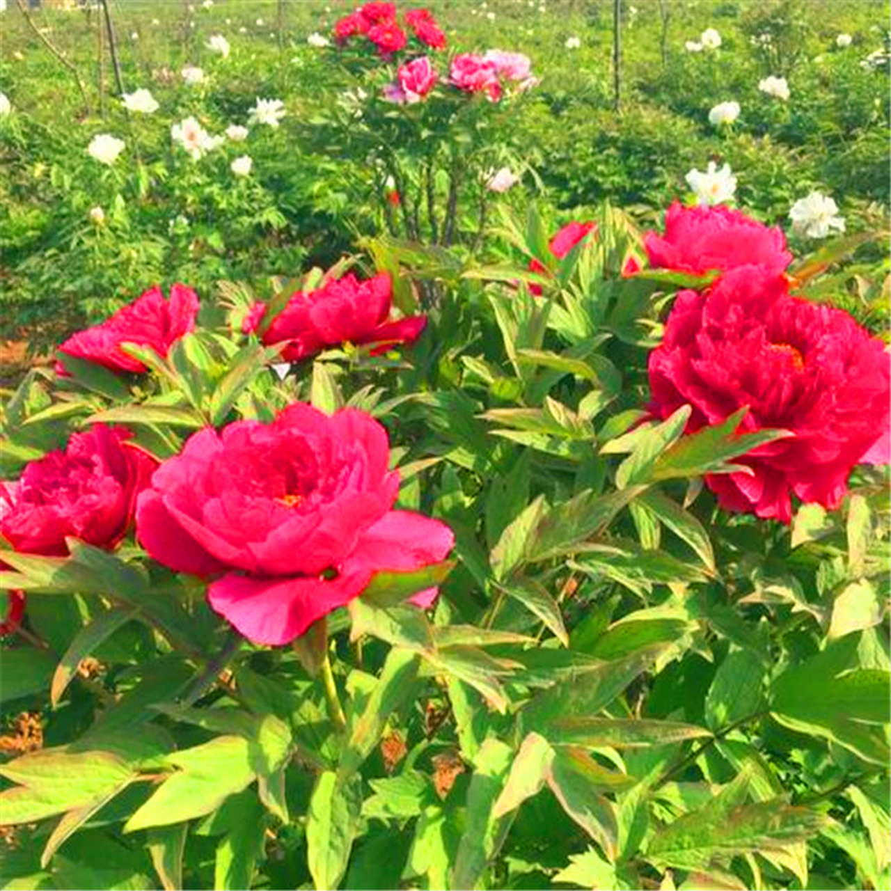 植物对光照的要求都比较高,一般的绿植都需要有阳光的照射,才可以