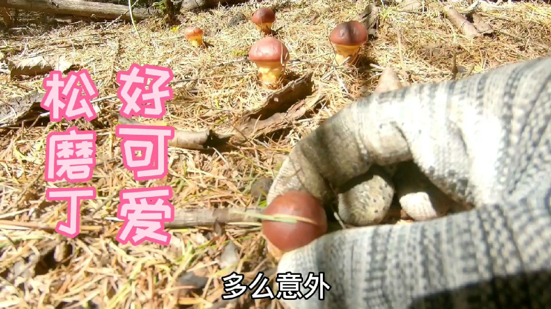 东北山上都是宝,松磨灰蘑小黄蘑小杨二人采蘑菇,杂七杂八采两桶