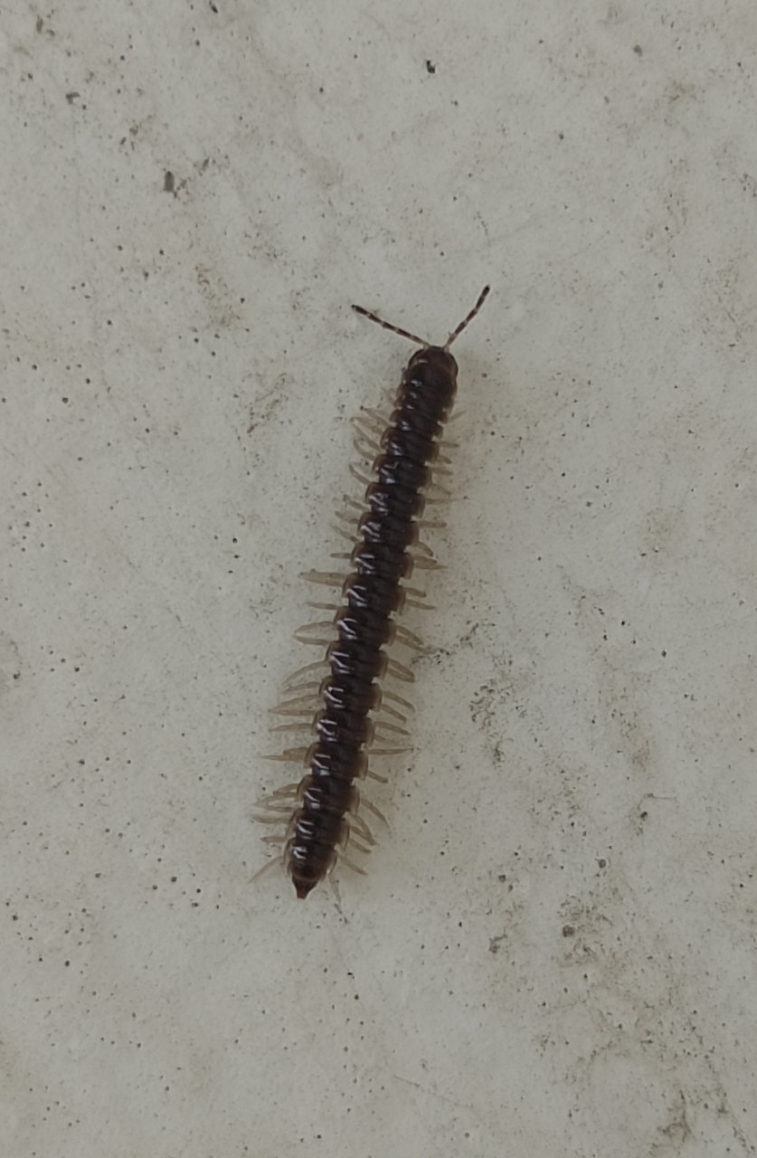 这虫子有人说是马陆,也叫千足虫或叫铁八脚,千足蜈蚣等,各地叫法不一.