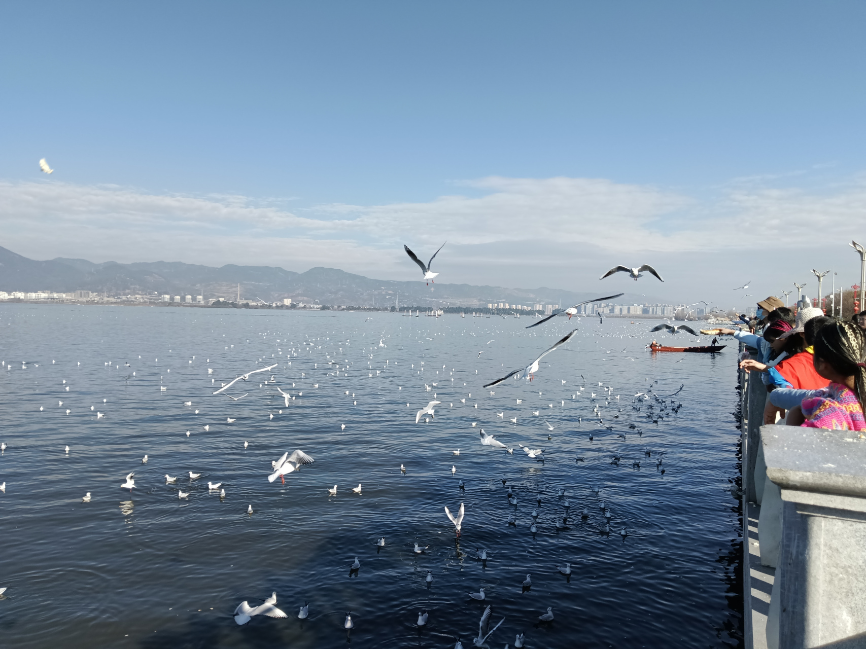 云南海埂大坝观赏海鸥