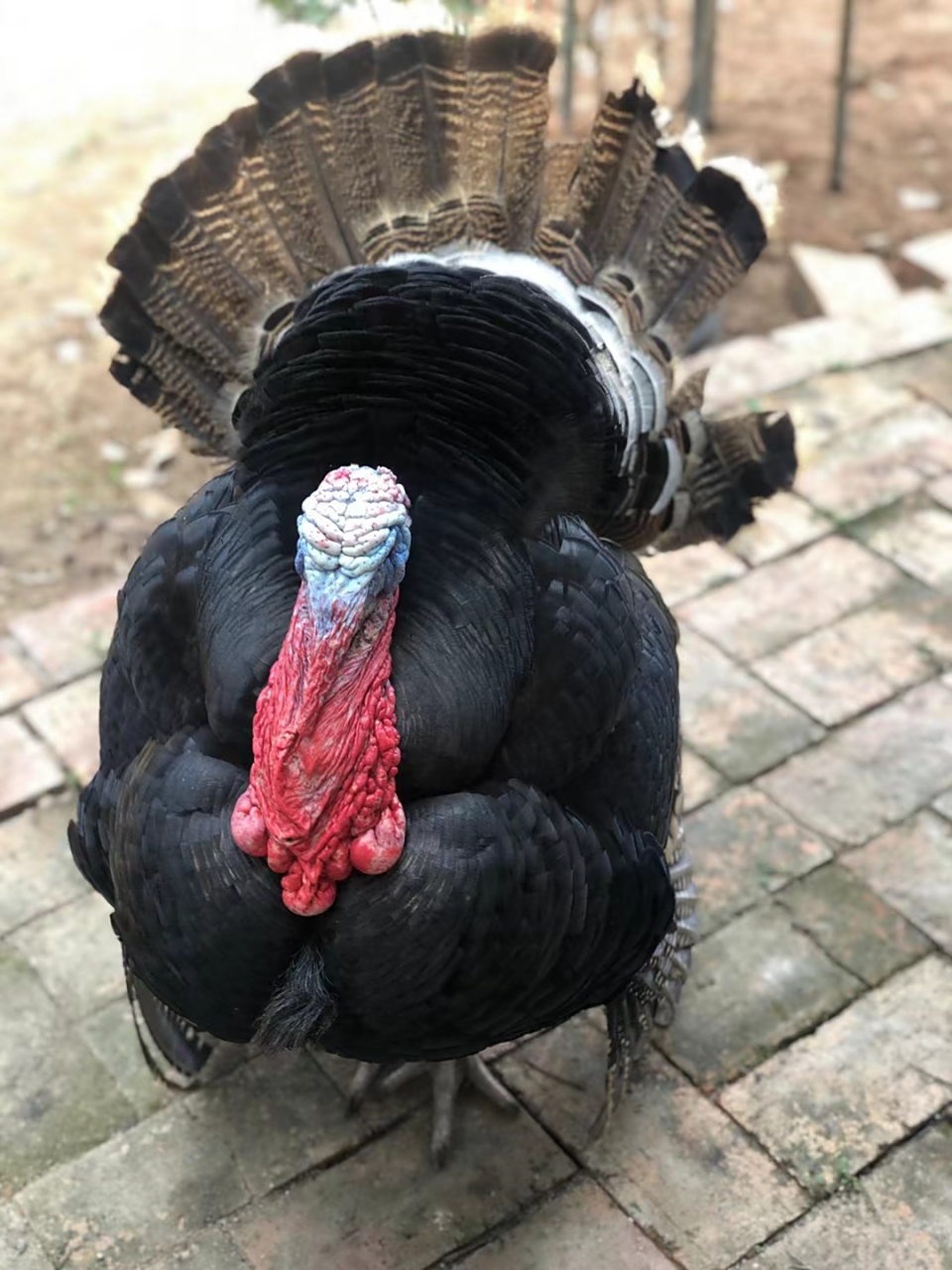 别人家养的火鸡94 好有毒的样子90 头在变红,说明它开始耀武