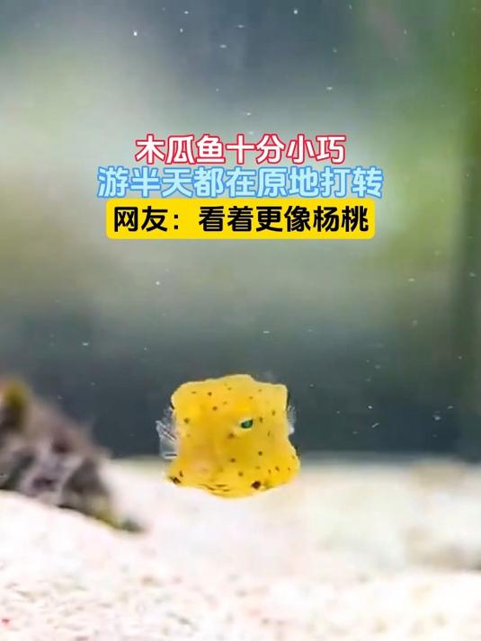 木瓜鱼十分小巧,游半天都在原地打转,网友:看着更像杨桃
