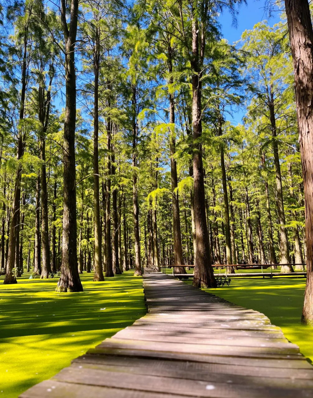 扬州绿洋湖,宛如梦境里的场景! 森林泡在水里,水里的绿泥,宛如地毯!