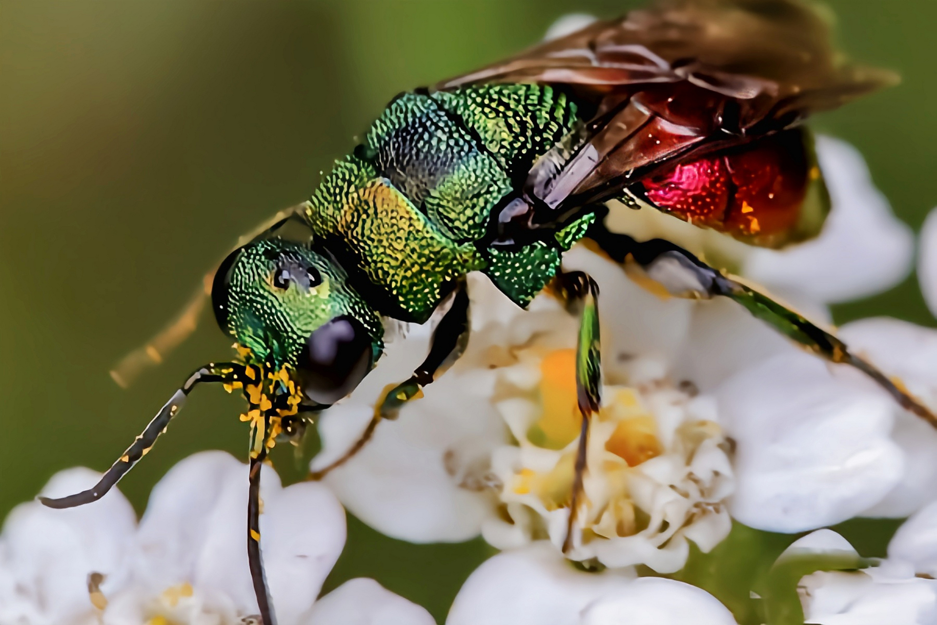 每天认识一种昆虫——杜鹃黄蜂  杜鹃黄蜂又名黄金黄蜂,红宝石黄蜂,紫