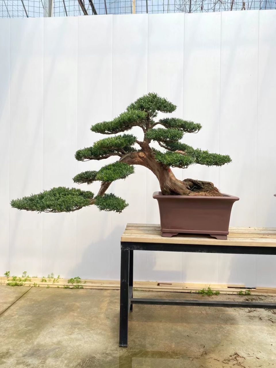 一对精品小叶雀舌罗汉松盆景