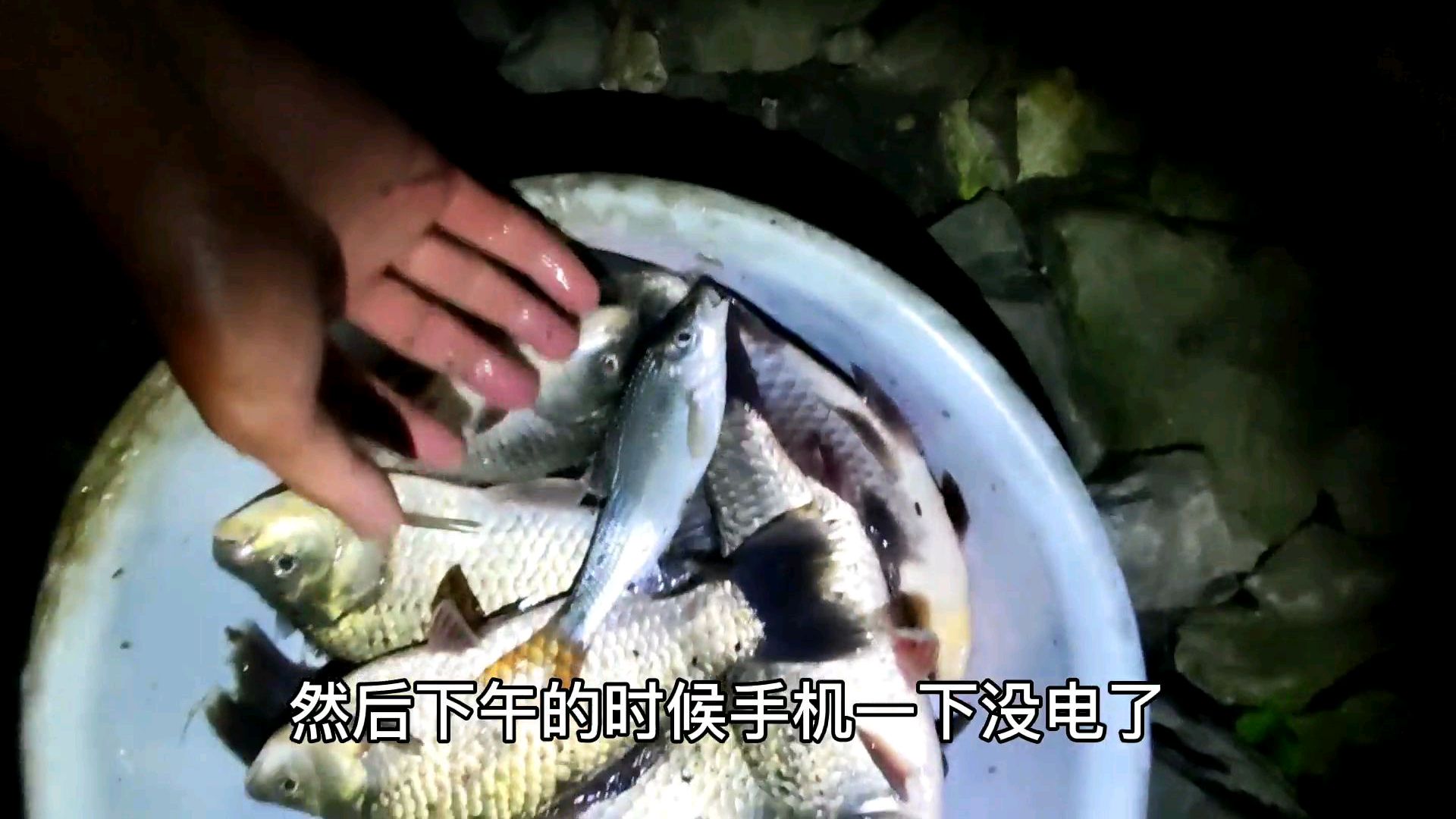 荒野垂钓210天 第104天 彩总在下半场 傍晚狂拉大板鲫