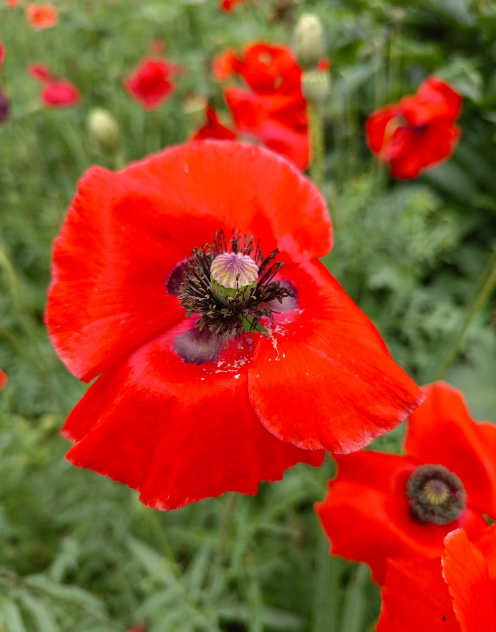 虞美人的花语  虞美人花是一种美丽的花卉, 传说中它是由美女虞姬化成