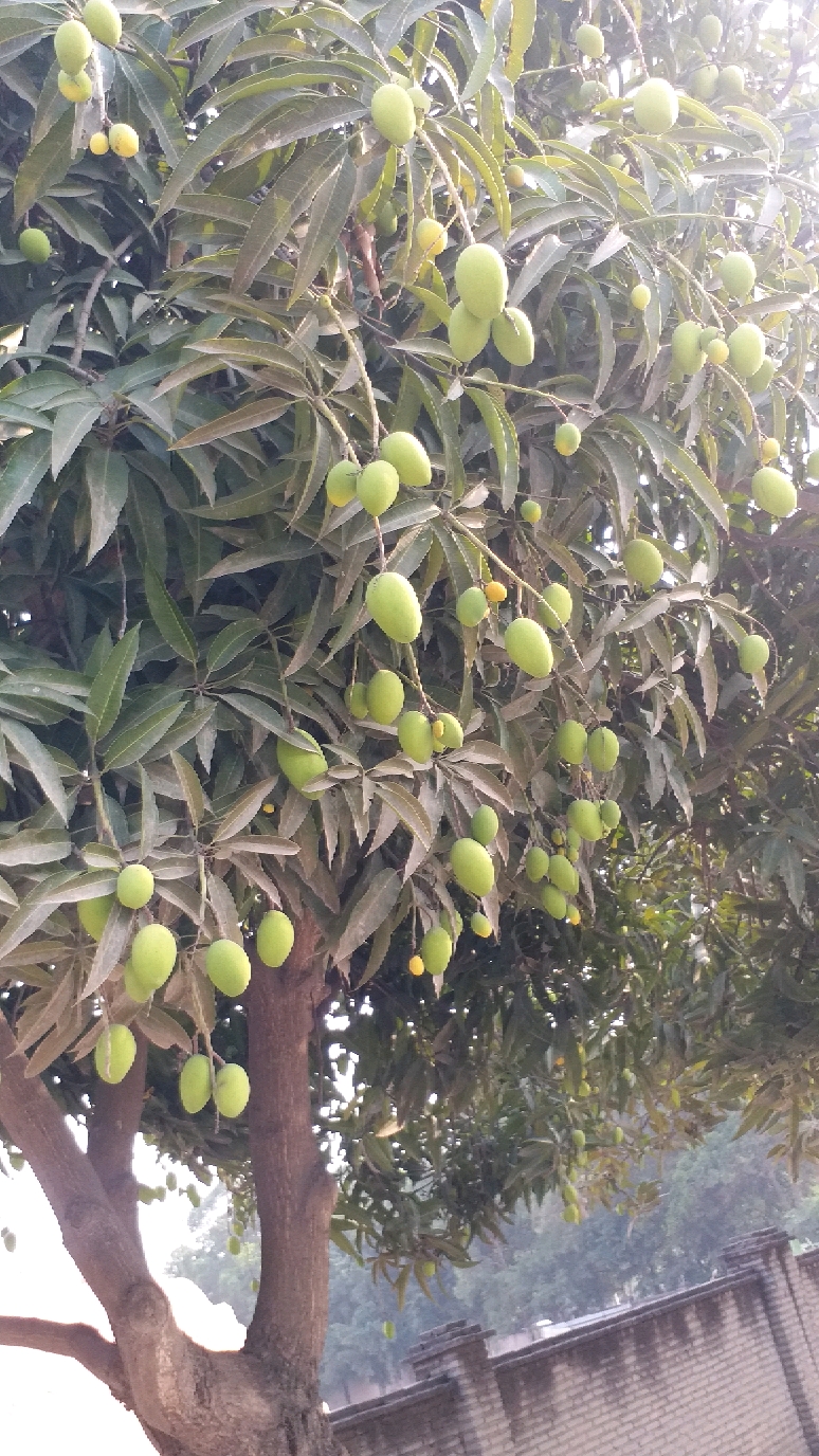 我的植物朋友芒果树图片