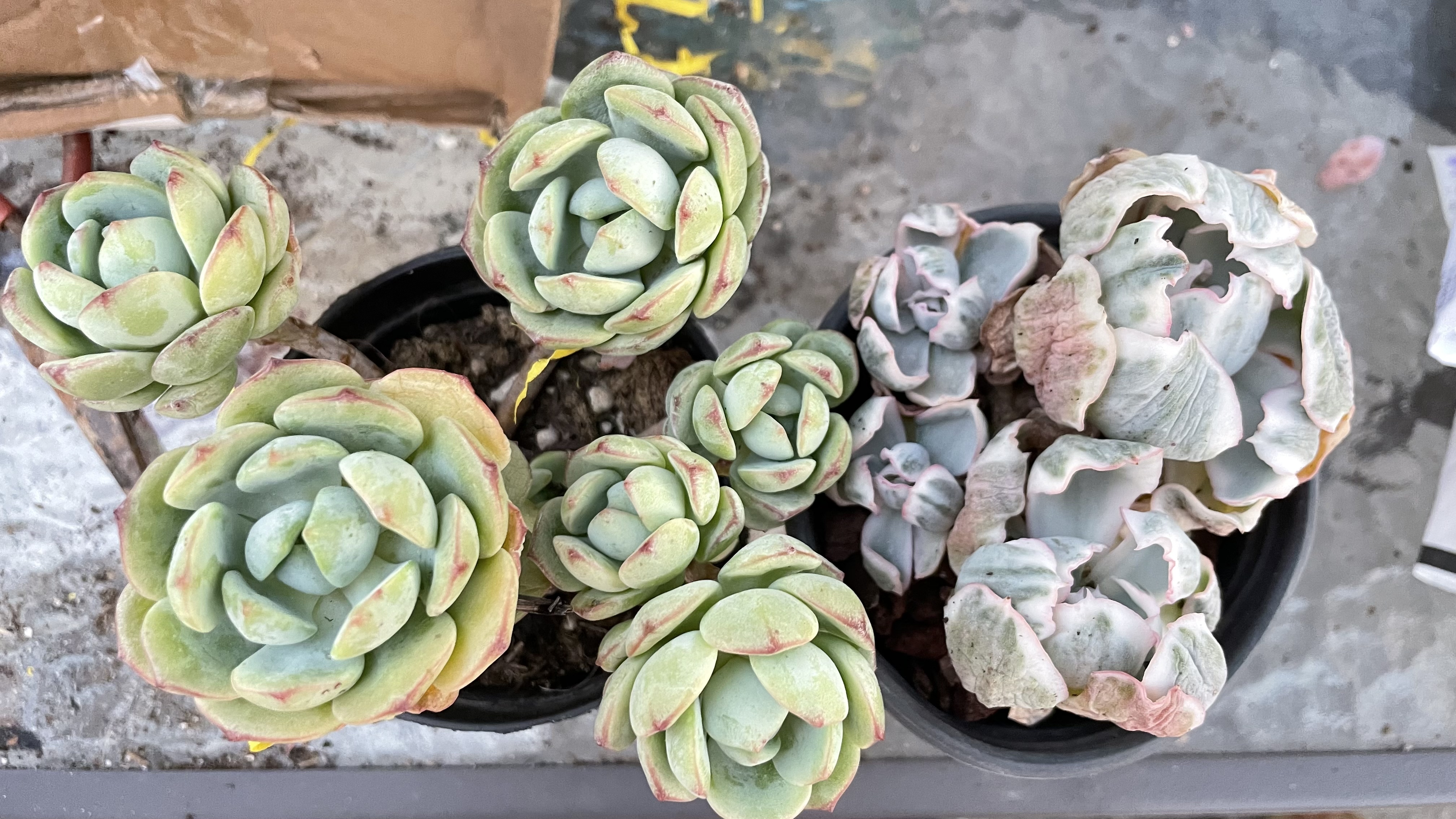 多肉开箱,三十五块四头的伯克利锦小贵货值得吗