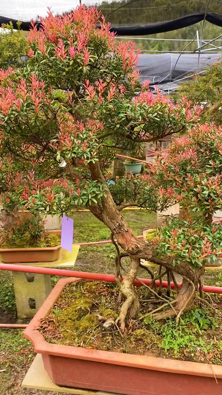 红芽赤楠,叶子红了特别精美独特,一年四季常青,又名红杨!