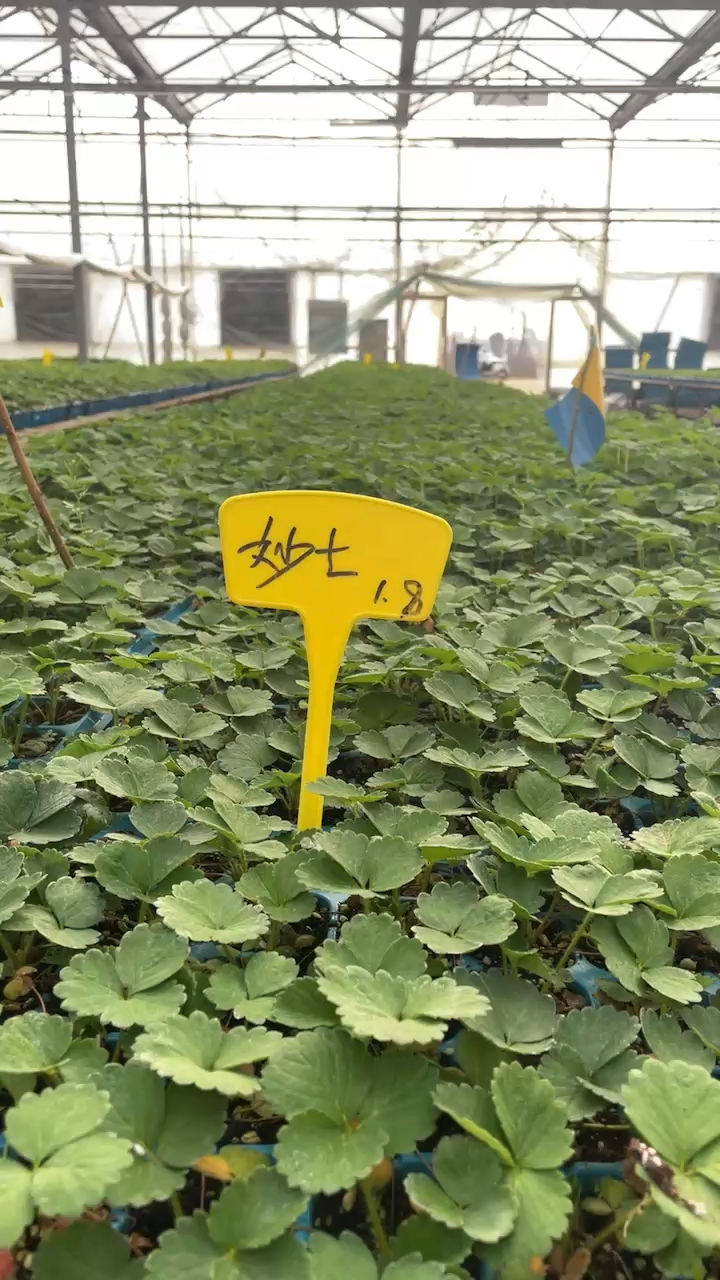 妙香七号草莓苗种苗,脱毒草莓苗原原种苗,品种纯不退化,育苗专用