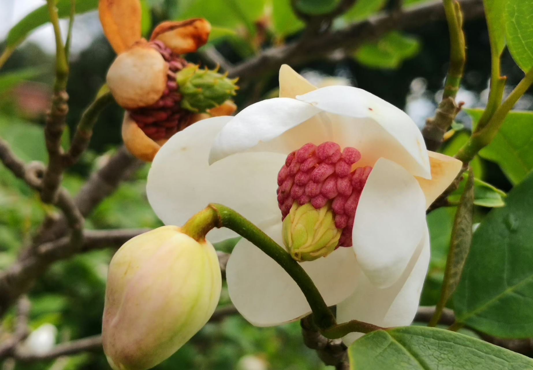 天女花oyama sieboldii,木兰科天女花属 67,天女花,有很轻柔的香气.