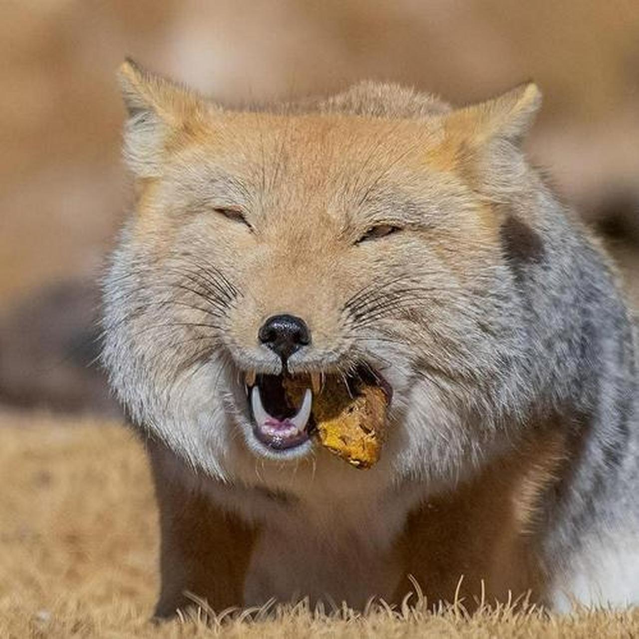 你是否见过动物界的"达康书记"——藏狐的表情包呢?