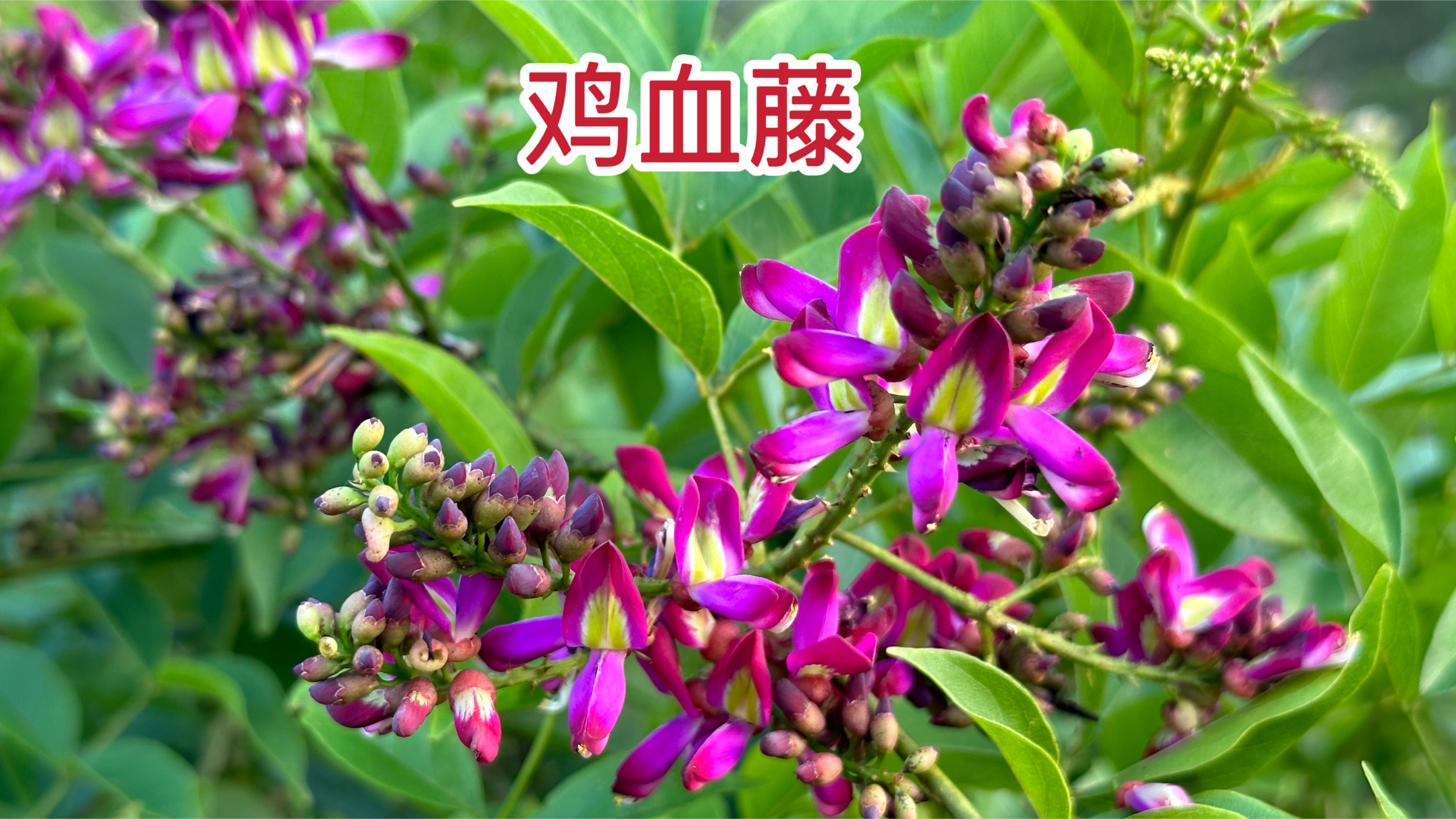 神奇的植物“鸡血藤”,也叫血风藤,这3大用途厉害了