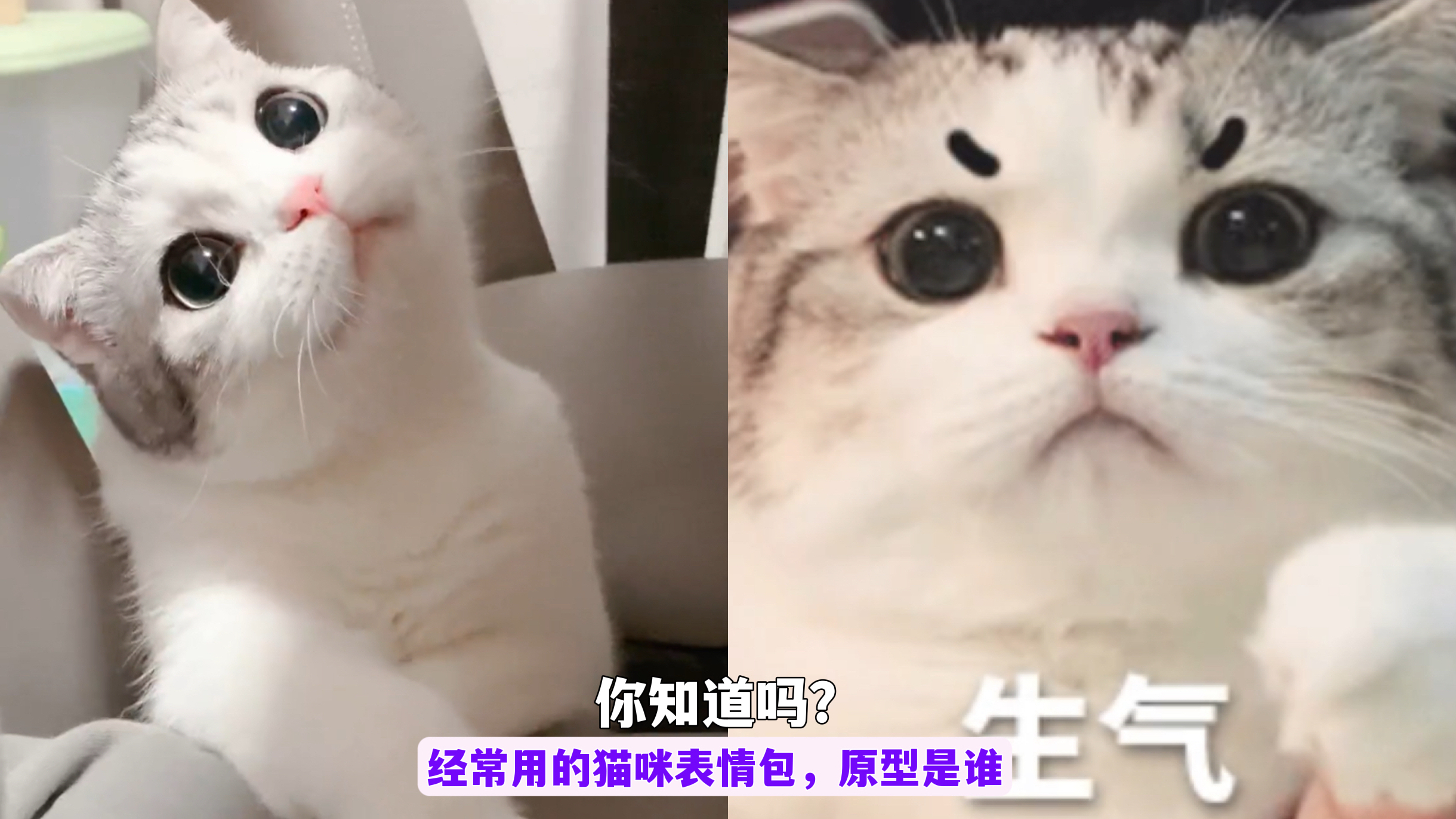 小泡芙动物界明星,网络里表情包本猫,网友:原来我一直认错主了