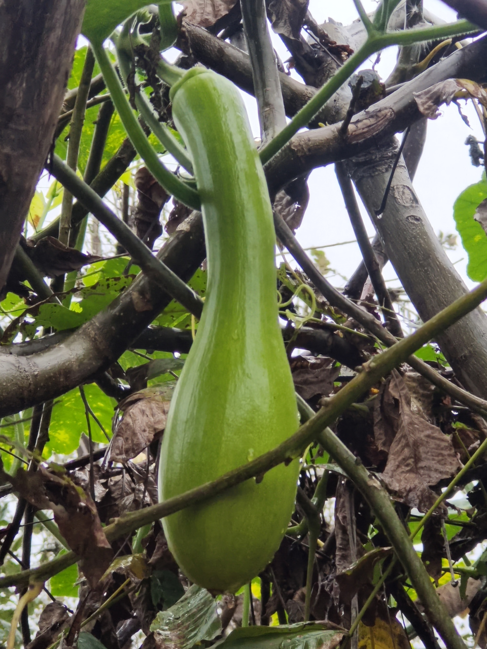 倭瓜——农村特别常见的一种瓜 倭瓜在农村很常见,上网查了一下,它