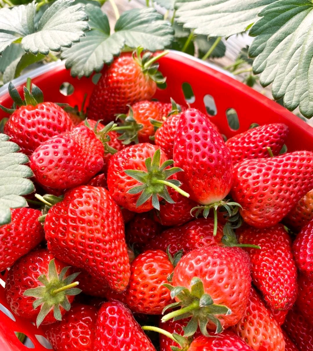 27草莓品种和图片图片