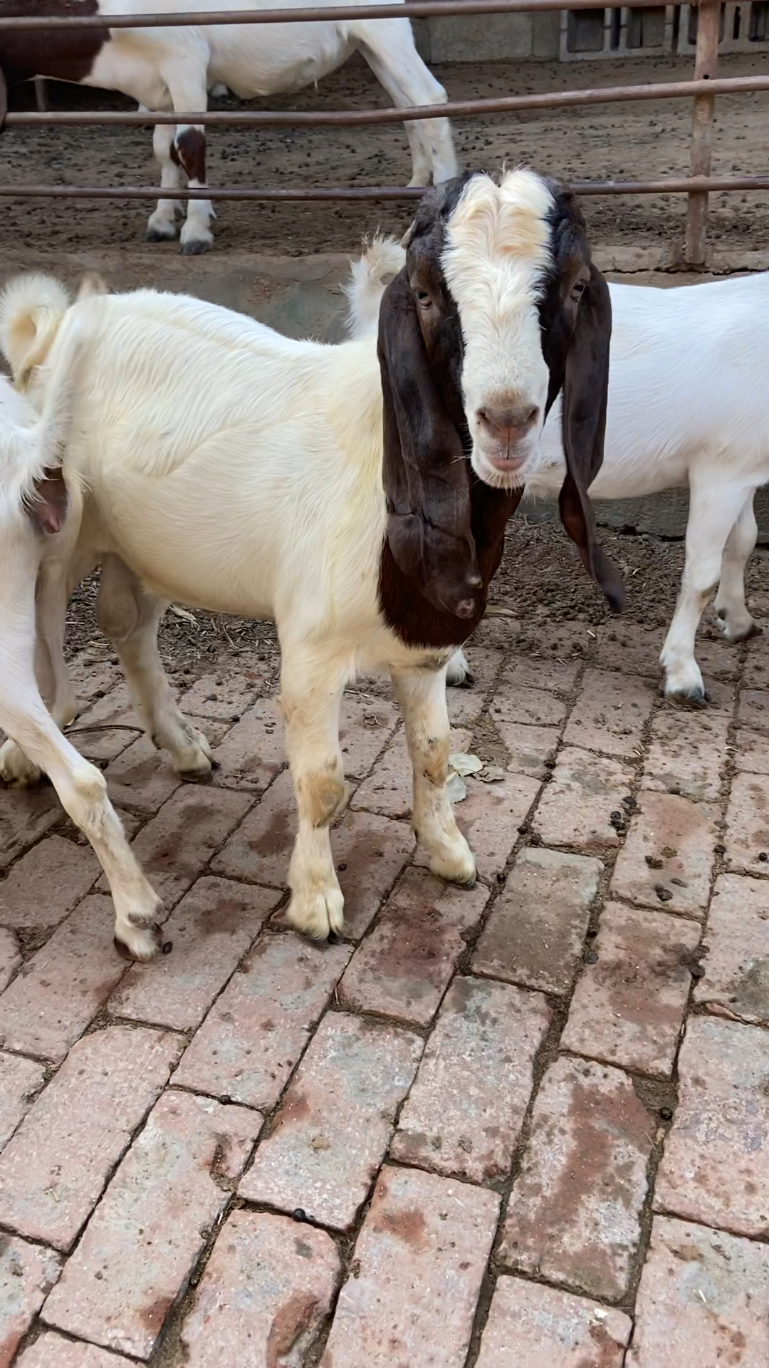 波尔山羊种公羊几个月可以配羊