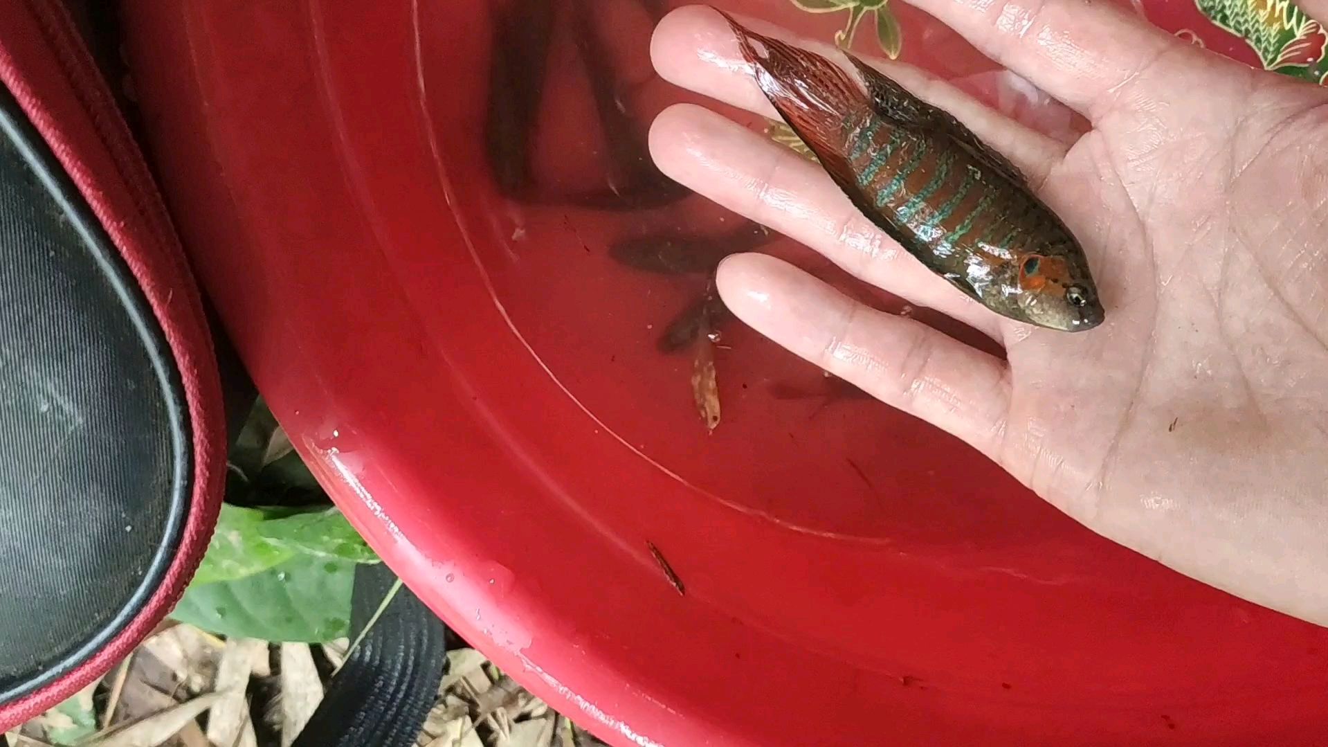 放了一夜的笼子,塘角鱼一条,斗鱼有十来条,估计能卖一百多块钱