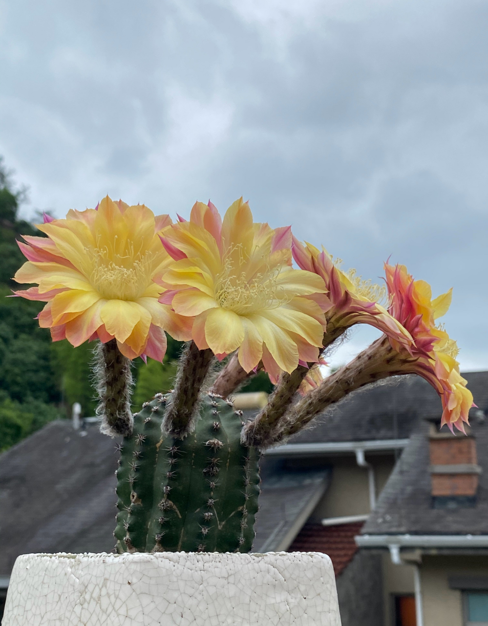 席克氏彩草仙人球,激流