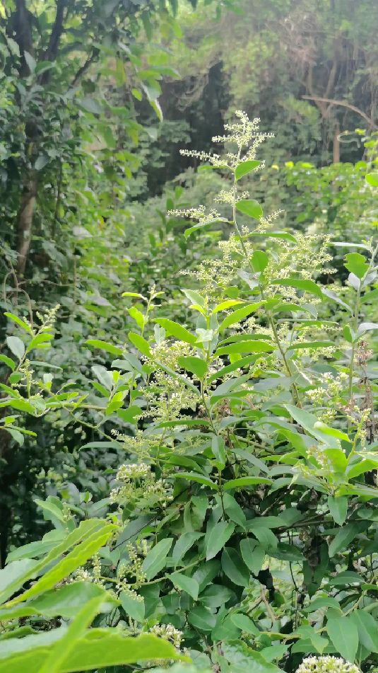 东莞大岭山森林公园白花酸藤子