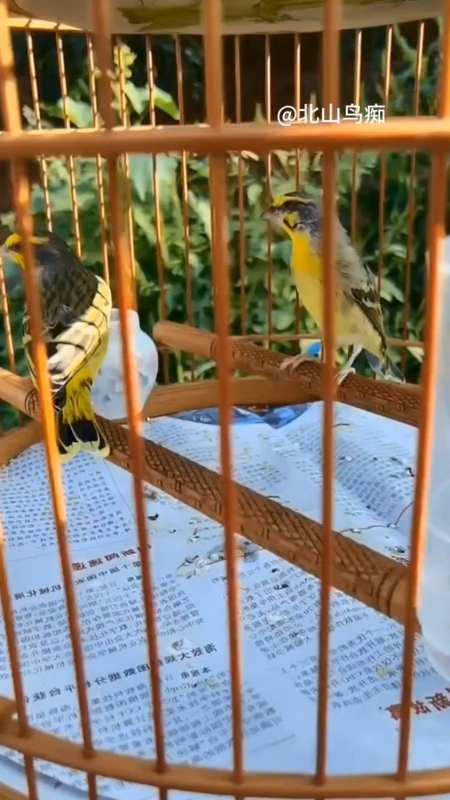 金青鸟叫声音量不大,但声音很清晰-度小视