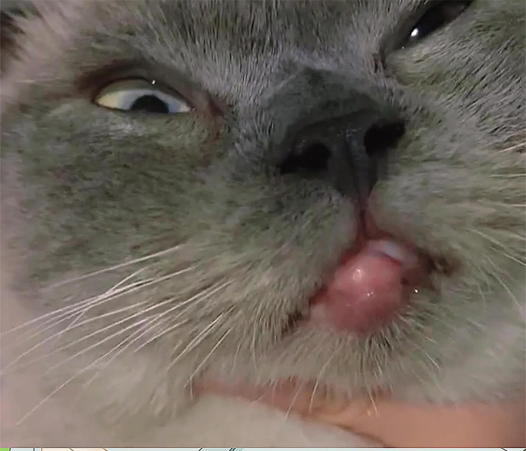 小猫咪的嘴肿了,看着好搞笑啊,网友:原谅我不厚道的笑了