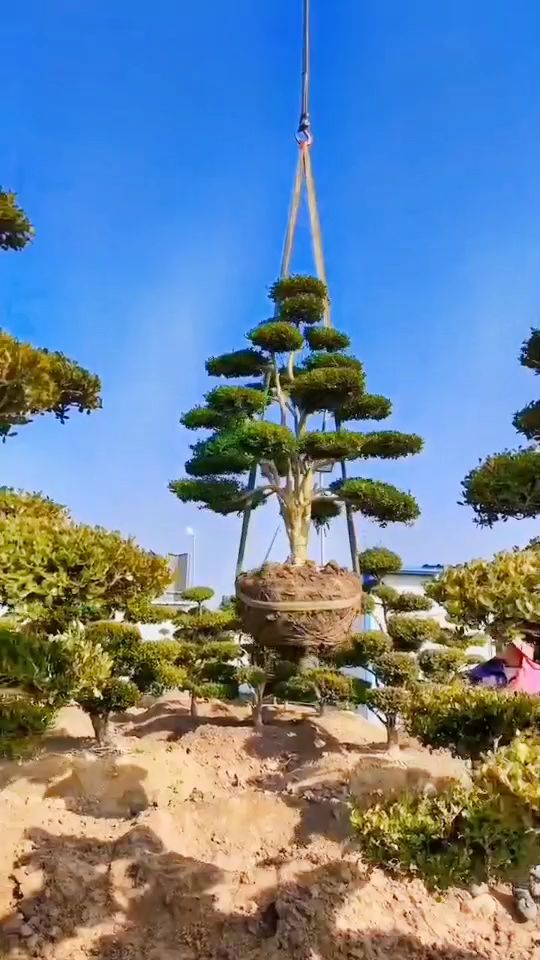 瓜子黄杨造型树四季常青不落叶耐寒耐旱南北方都可以栽植