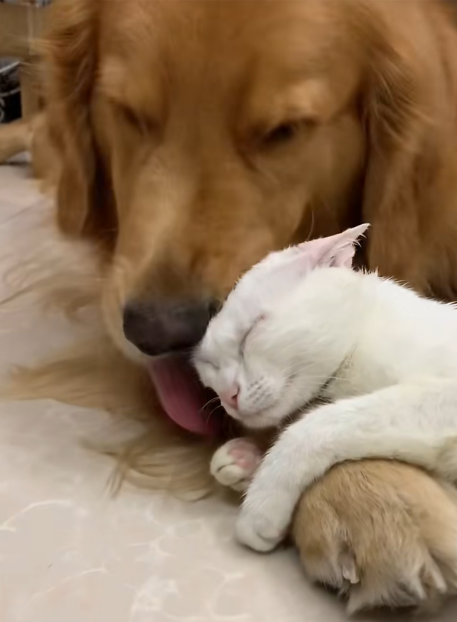 狗子和猫咪互舔毛发,看得出来,猫咪很享受![偷笑]#狗狗# #猫咪