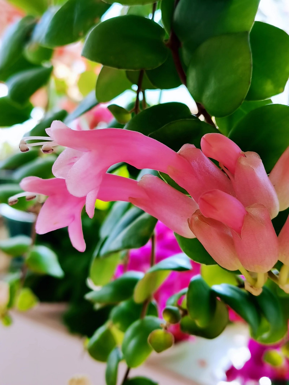 口红吊兰—— 粉粉嫩嫩,娇俏可爱,粉色口红吊兰,花叶俱美!