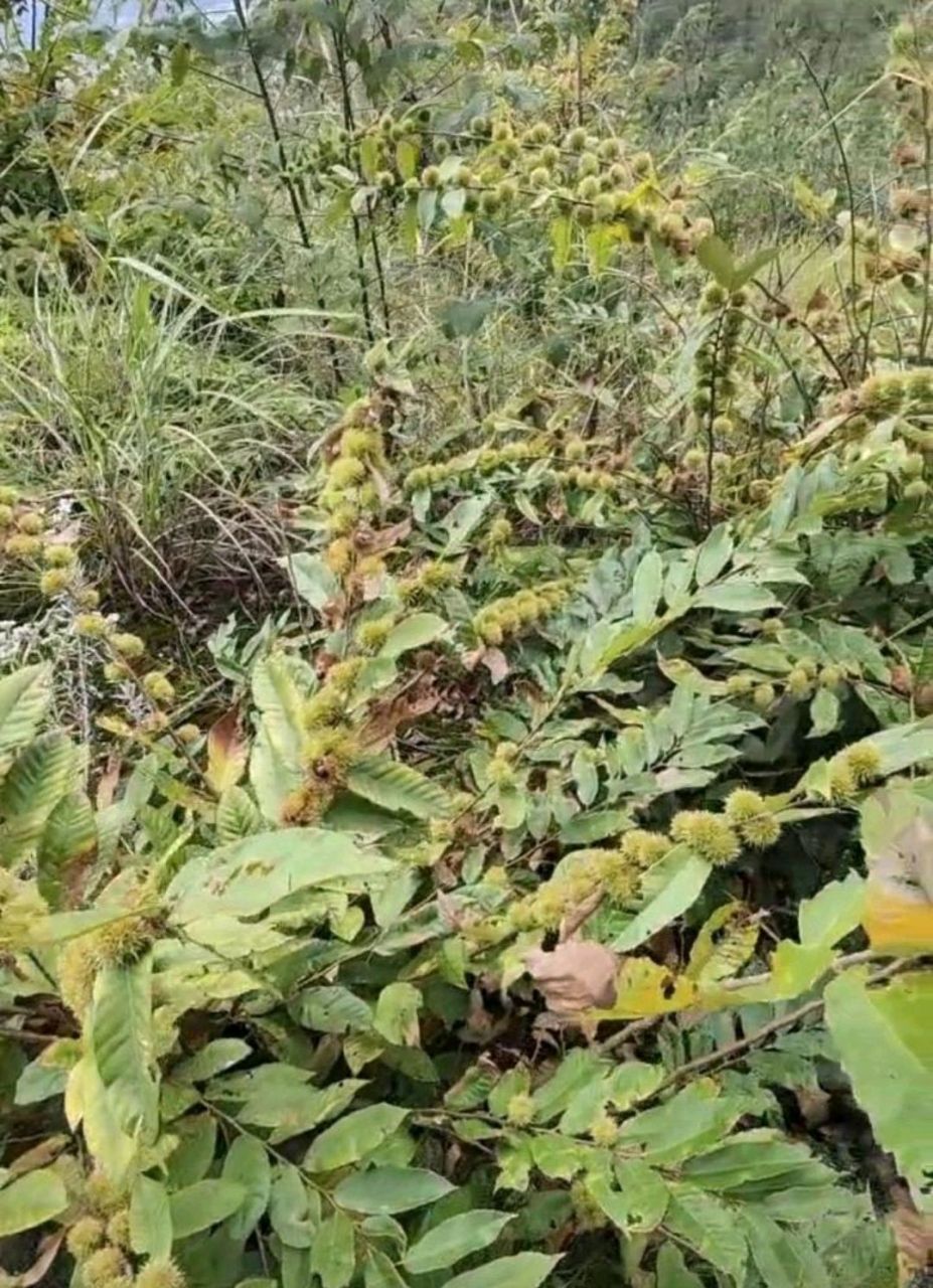 這棵板栗樹是野生的嗎,結了好多果實,枝條都壓彎了,我們通常見到的