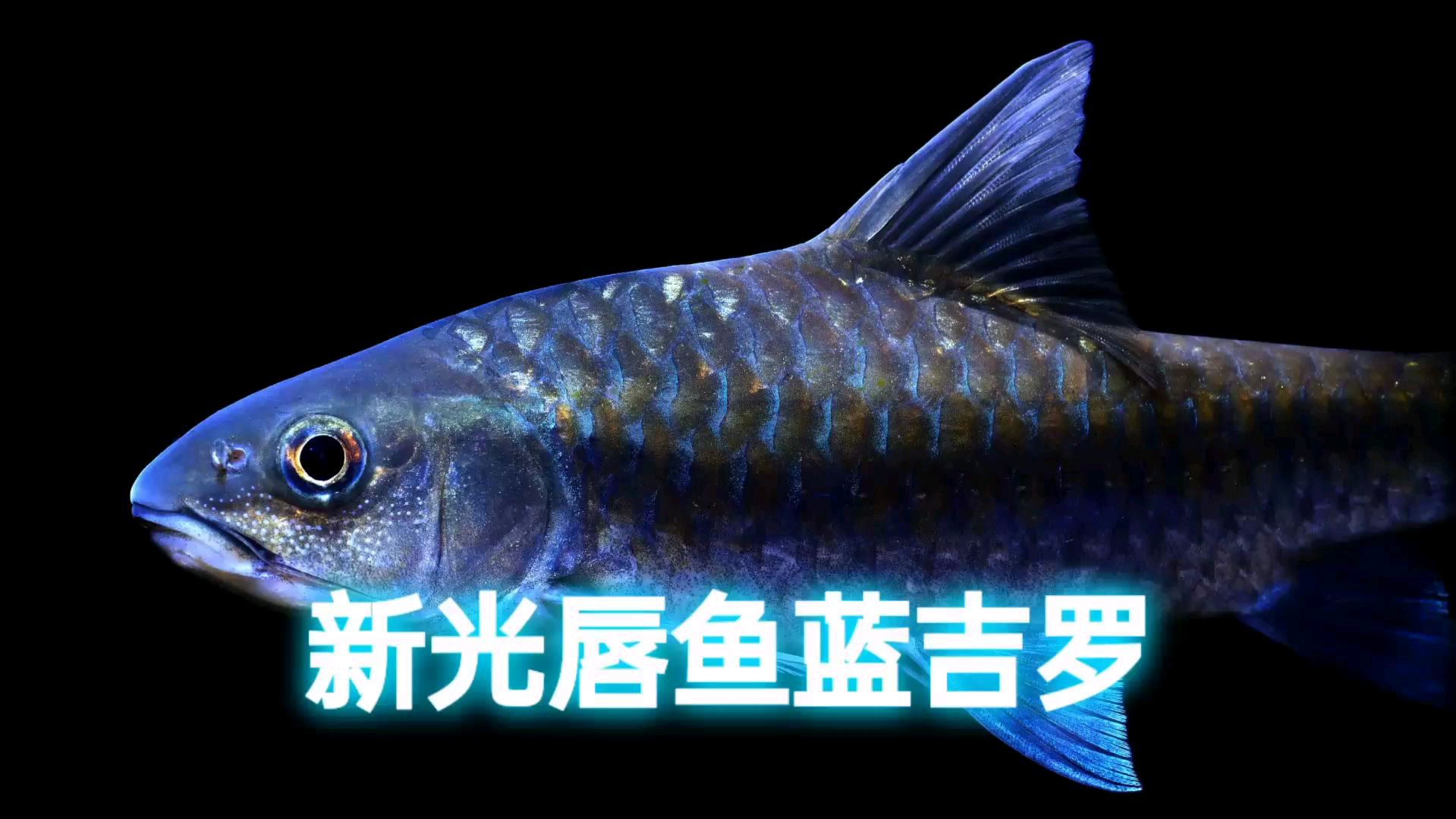 原生之美,梦幻幽蓝吉罗鱼