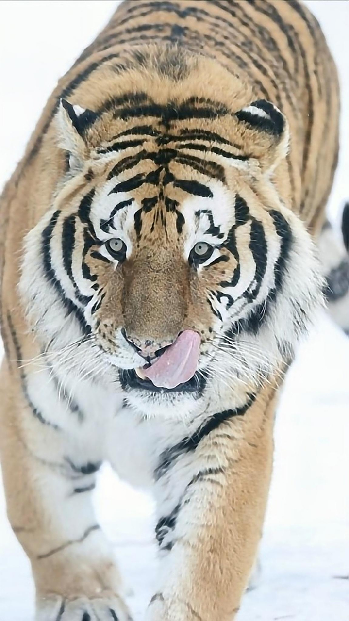 冬季淡黄,背部和体侧为淡黄色,腹部为白色,觉得特别有观赏性,#老虎