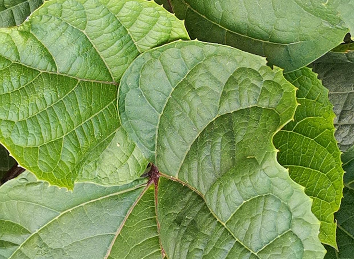 臭气熏天,味飘十里,人畜不理,还可入药?臭枫!