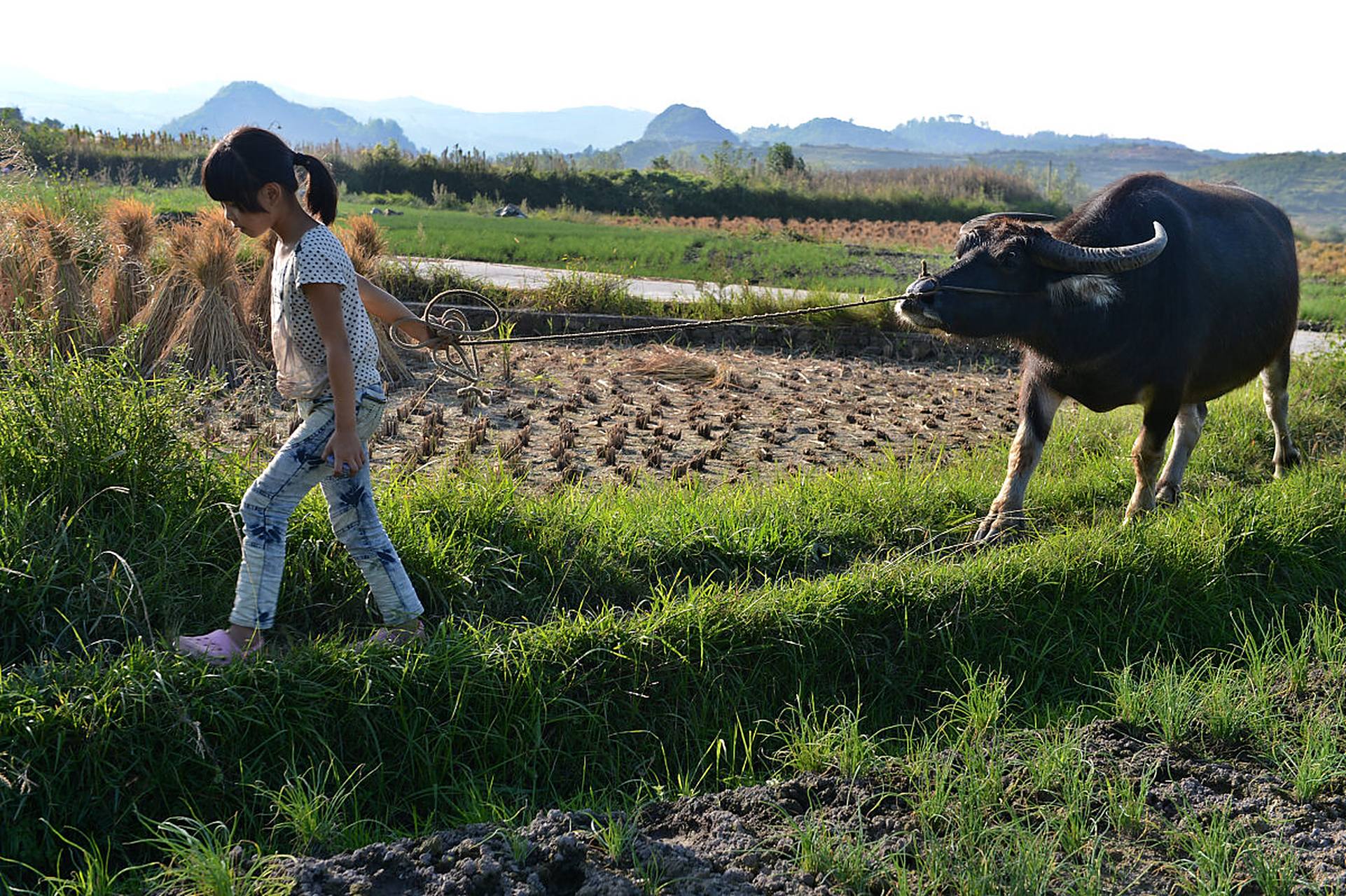 在乡村里,犁田是农夫们的一项重要农活.
