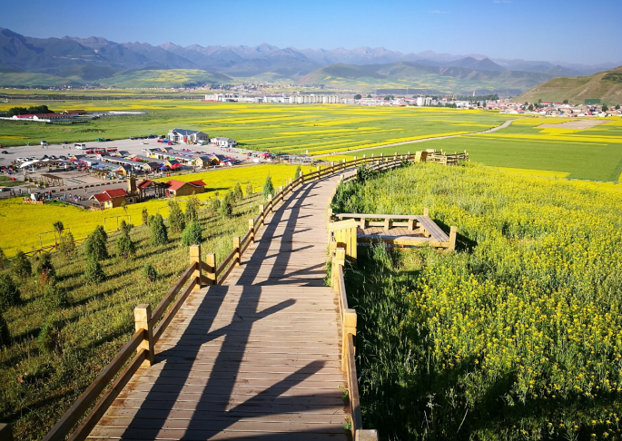 门源油菜花海图片高清图片